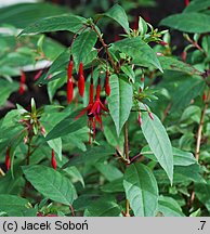 Fuchsia regia