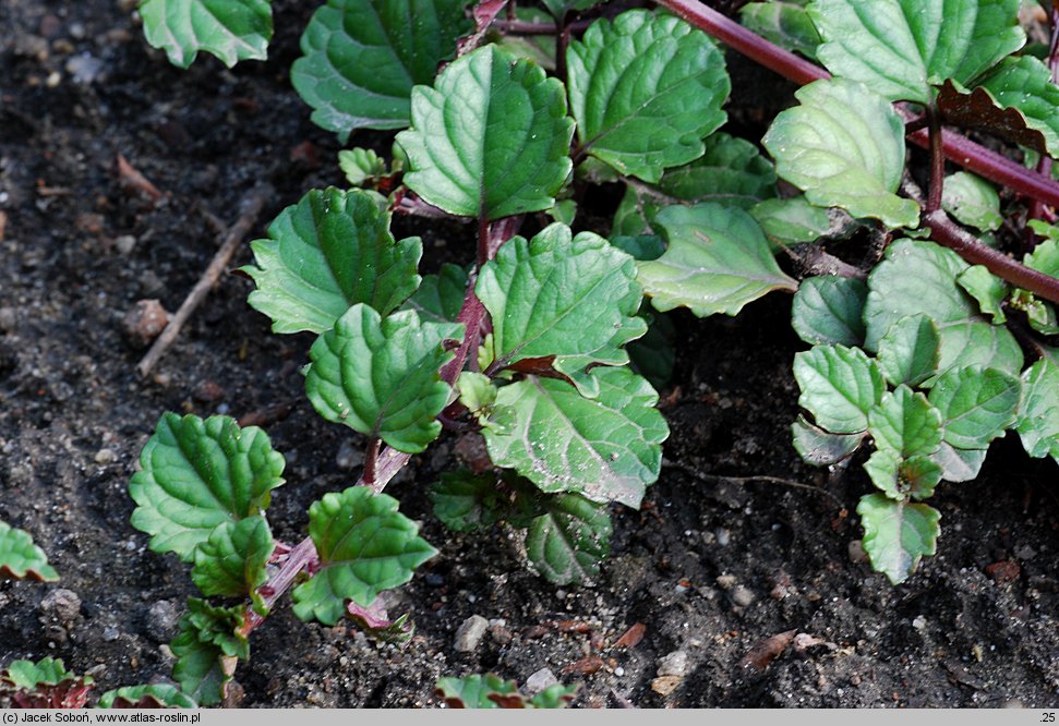 Plectranthus forsteri (plektrantus koleusowaty)