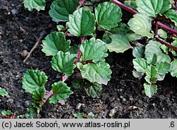 Plectranthus forsteri (plektrantus koleusowaty)