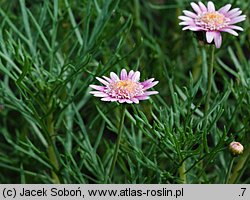 Argyranthemum frutescens (argyrantema krzewiasta)