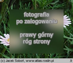 Argyranthemum frutescens (argyrantema krzewiasta)