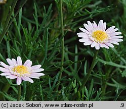 Argyranthemum frutescens (argyrantema krzewiasta)