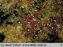 Azolla filiculoides