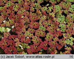 Azolla filiculoides