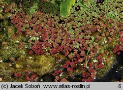 Azolla filiculoides