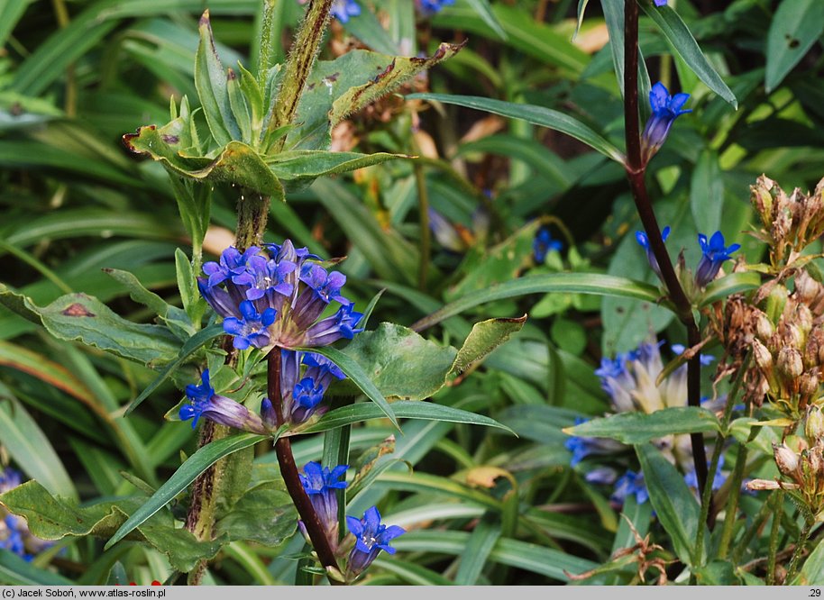 Gentiana gracilipes