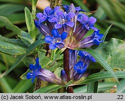 Gentiana gracilipes