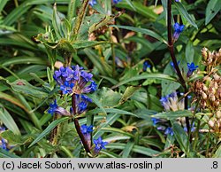 Gentiana gracilipes