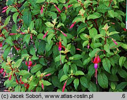 Fuchsia Genii