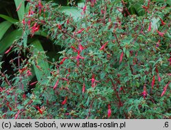 Fuchsia magellanica (fuksja magellańska)