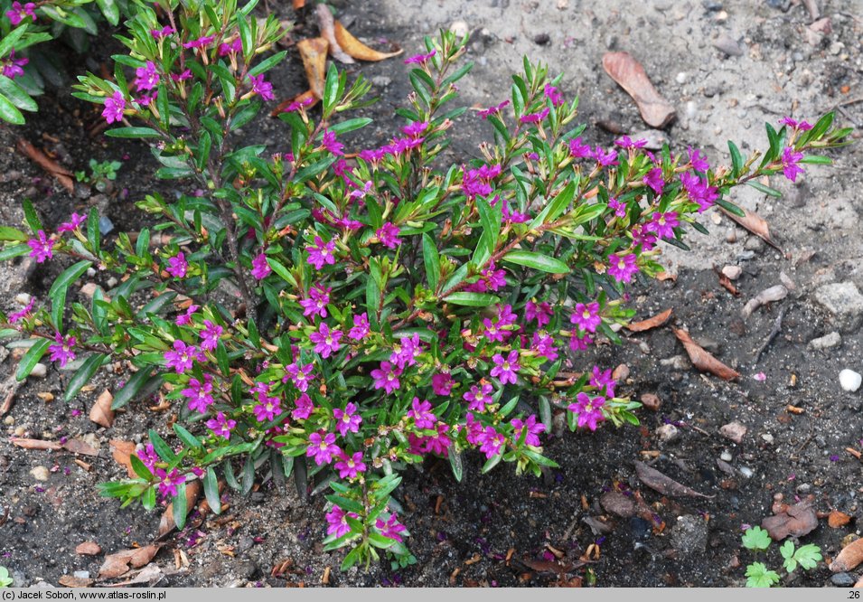 Cuphea hyssopifolia (kufea hyzopolistna)