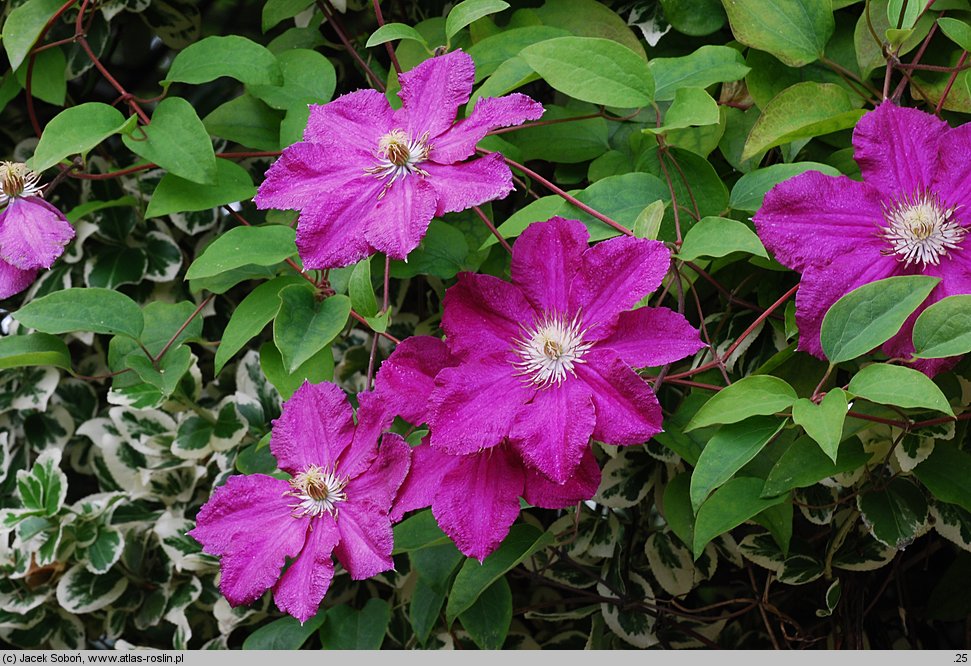 Clematis ×jackmanii (powojnik Jackmana)