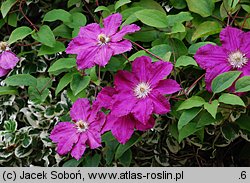 Clematis ×jackmanii (powojnik Jackmana)