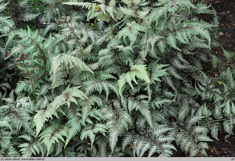 Athyrium niponicum (wietlica japońska)