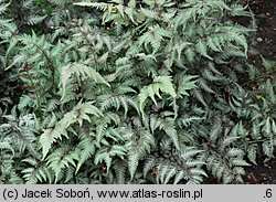 Athyrium niponicum (wietlica japońska)