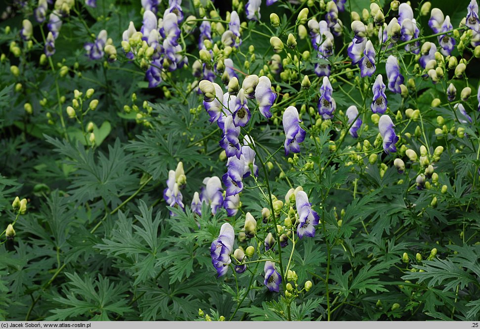 Aconitum ×cammarum (tojad ogrodowy)