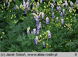 Aconitum ×cammarum (tojad ogrodowy)