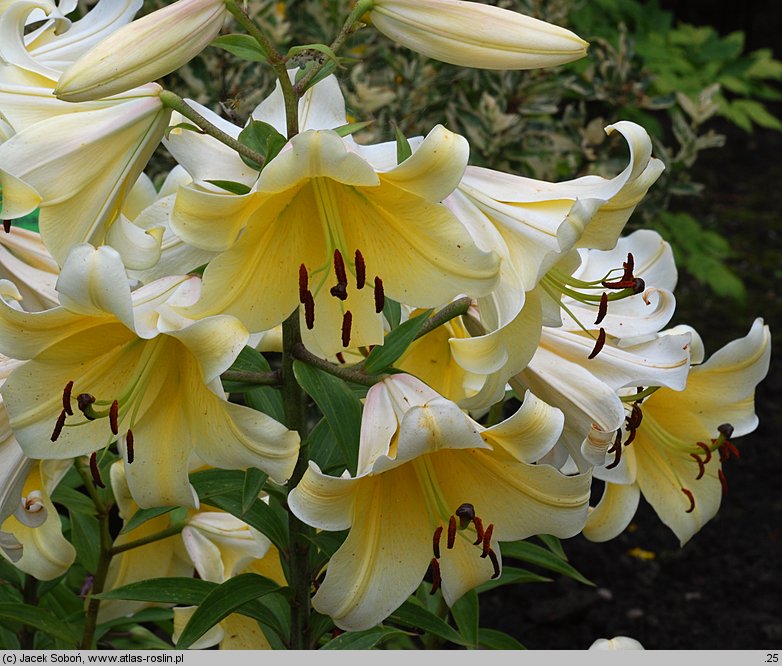 Lilium Conca d'Or