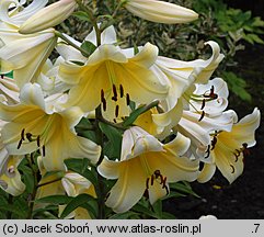 Lilium Conca d'Or