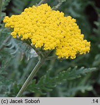 Achillea Coronation Gold