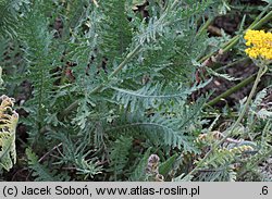 Achillea Coronation Gold