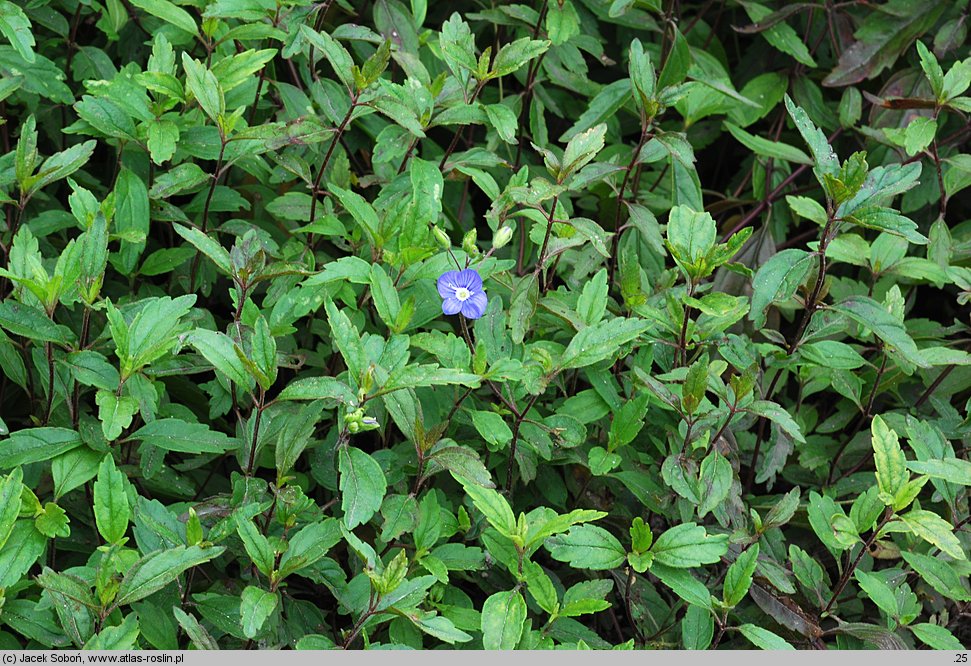 Veronica peduncularis