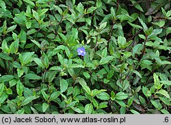 Veronica peduncularis