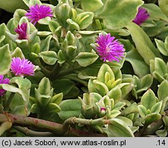 Aptenia cordifolia