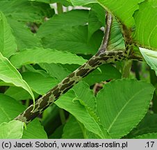 Sauromatum guttatum (pałczycha kroplista)