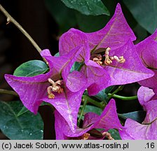 Bougainvillea glabra