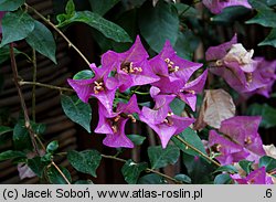 Bougainvillea glabra (bugenwilla gładka)