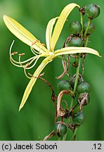 Asphodeline liburnica (złotnica liguryjska)