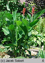 Canna indica (paciorecznik indyjski)