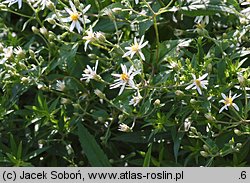 Aster divaricatus