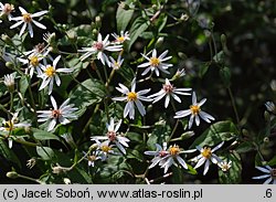 Aster divaricatus