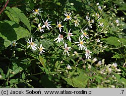 Aster divaricatus