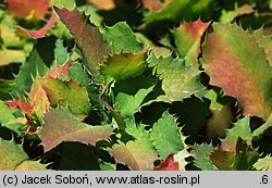 ×Mahoberberis neubertii (mahonioberberys Neuberta)