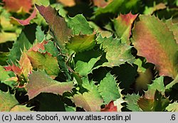 ×Mahoberberis neubertii (mahonioberberys Neuberta)