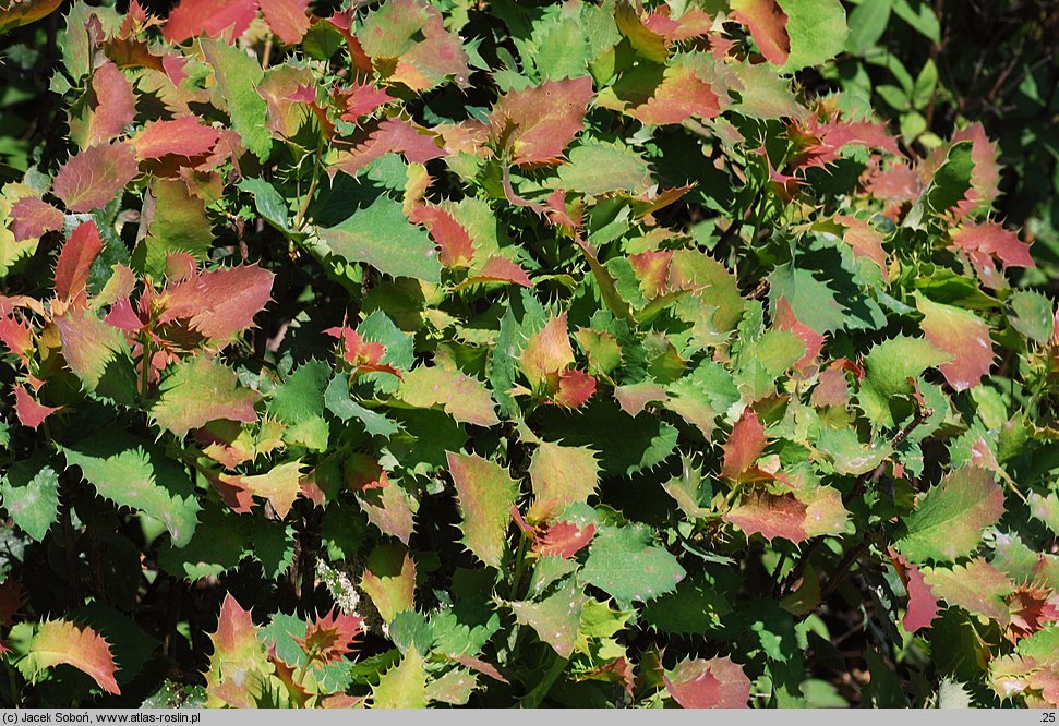 ×Mahoberberis neubertii (mahonioberberys Neuberta)