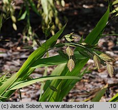 Chasmanthium latifolium (obiedka szerokolistna)