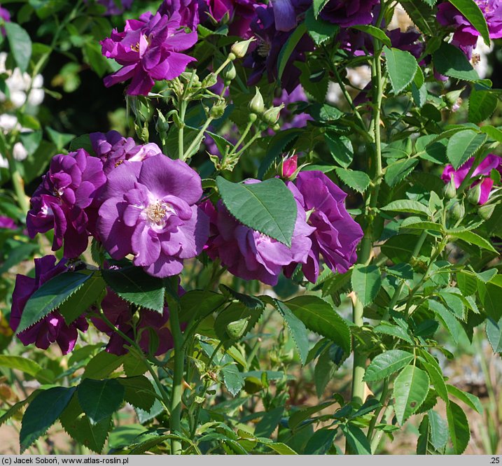 Rosa hort. Rhapsody in Blue