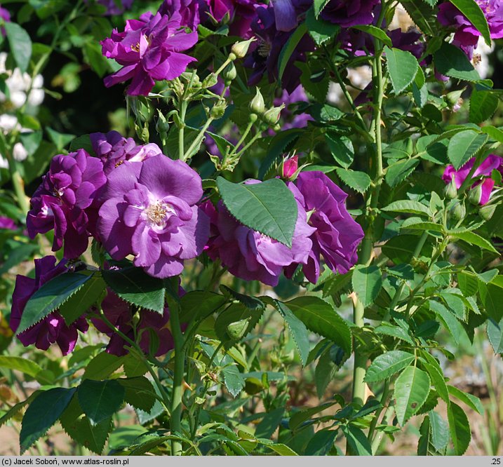 Rosa Rhapsody in Blue