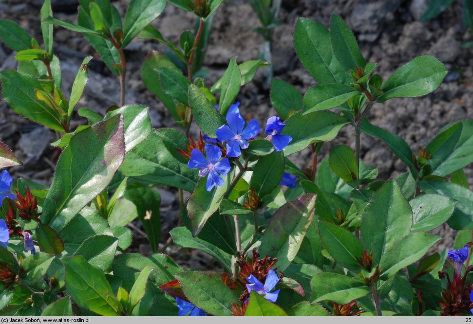 Ceratostigma plumbaginoides (ceratostigma ołownikowata)