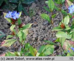 Ceratostigma plumbaginoides (ceratostigma ołownikowata)