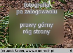 Coriaria japonica (garbownik japoński)