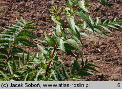 Coriaria japonica (garbownik japoński)