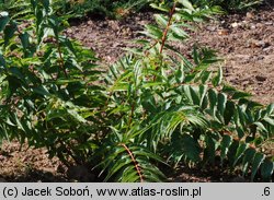 Coriaria japonica (garbownik japoński)