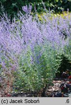 Salvia yangii (perowskia łobodolistna)