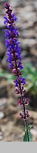 Salvia nemorosa Tänzerin