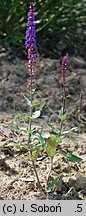 Salvia nemorosa Tancerin